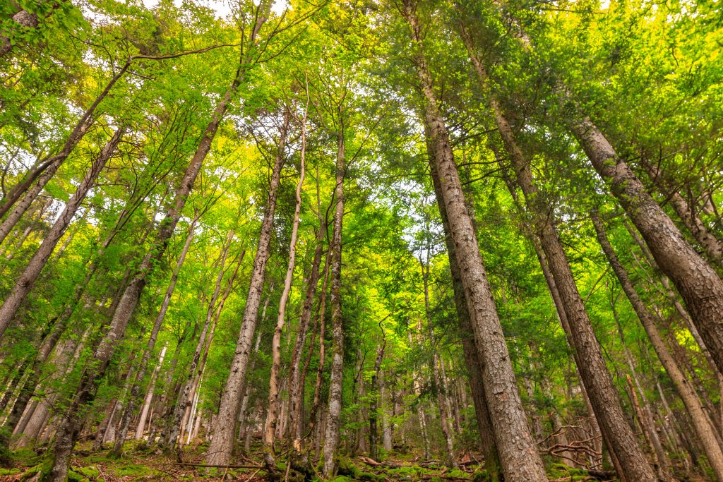 investissement forêt