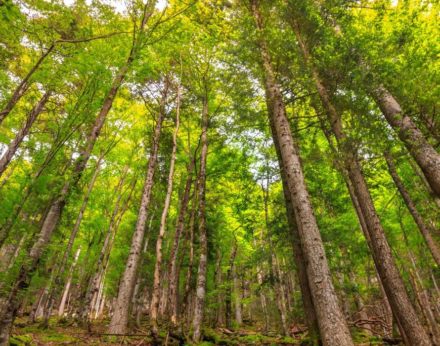 investissement forêt
